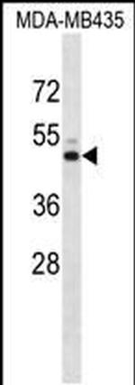 Kir7.1 (KCNJ13) Antibody in Western Blot (WB)