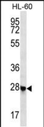 RITA1 Antibody in Western Blot (WB)