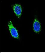 RNH1 Antibody in Immunocytochemistry (ICC/IF)