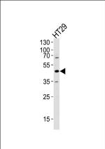 RNH1 Antibody in Western Blot (WB)