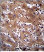 RASSF10 Antibody in Immunohistochemistry (Paraffin) (IHC (P))