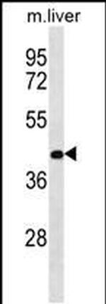 RASSF10 Antibody in Western Blot (WB)