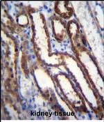 NXN Antibody in Immunohistochemistry (Paraffin) (IHC (P))