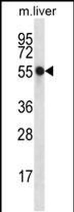 NXN Antibody in Western Blot (WB)