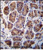 MAN2A2 Antibody in Immunohistochemistry (Paraffin) (IHC (P))