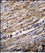 DUS1L Antibody in Immunohistochemistry (Paraffin) (IHC (P))
