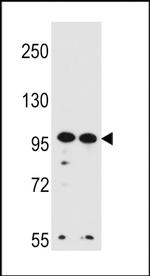 WDR3 Antibody in Western Blot (WB)
