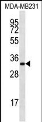 LIX1L Antibody in Western Blot (WB)