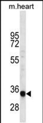 LIX1L Antibody in Western Blot (WB)