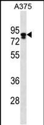 Melanophilin Antibody in Western Blot (WB)