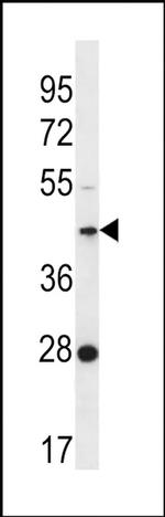 FAM105A Antibody in Western Blot (WB)