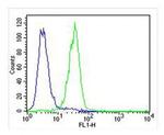 PLOD1 Antibody in Flow Cytometry (Flow)
