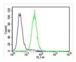 PLOD1 Antibody in Flow Cytometry (Flow)