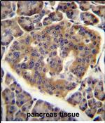 C15orf40 Antibody in Immunohistochemistry (Paraffin) (IHC (P))