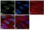 Histone H2B.2 Antibody in Immunocytochemistry (ICC/IF)