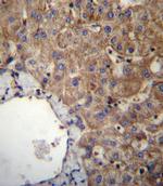 SLC23A1 Antibody in Immunohistochemistry (Paraffin) (IHC (P))