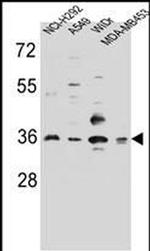 RIC3 Antibody in Western Blot (WB)