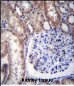 GNA14 Antibody in Immunohistochemistry (Paraffin) (IHC (P))