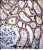 DNAJC27 Antibody in Immunohistochemistry (Paraffin) (IHC (P))