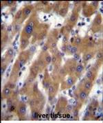 UBAP2 Antibody in Immunohistochemistry (Paraffin) (IHC (P))