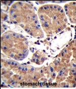 SAAL1 Antibody in Immunohistochemistry (Paraffin) (IHC (P))