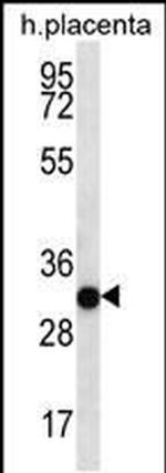 COPS7A Antibody in Western Blot (WB)