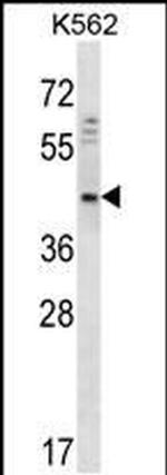 DOC2A Antibody in Western Blot (WB)