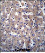 GGT2 Antibody in Immunohistochemistry (Paraffin) (IHC (P))