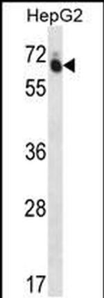 GUF1 Antibody in Western Blot (WB)