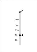 GUF1 Antibody in Western Blot (WB)