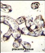 FKBP7 Antibody in Immunohistochemistry (Paraffin) (IHC (P))