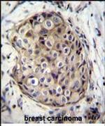 GMPR Antibody in Immunohistochemistry (Paraffin) (IHC (P))