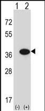 GMPR Antibody in Western Blot (WB)