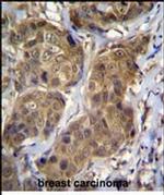 RNF11 Antibody in Immunohistochemistry (Paraffin) (IHC (P))