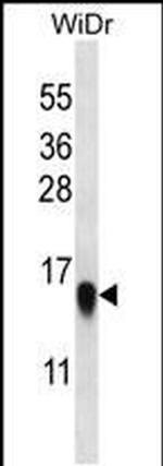 RPL35 Antibody in Western Blot (WB)