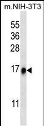 RPL35 Antibody in Western Blot (WB)