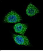 GIF Antibody in Immunocytochemistry (ICC/IF)