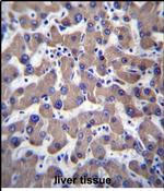 TMEM70 Antibody in Immunohistochemistry (Paraffin) (IHC (P))