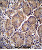 EndoGlyx-1 Antibody in Immunohistochemistry (Paraffin) (IHC (P))