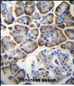 KCNV2 Antibody in Immunohistochemistry (Paraffin) (IHC (P))
