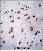 LSM12 Antibody in Immunohistochemistry (Paraffin) (IHC (P))