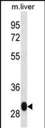 LSM12 Antibody in Western Blot (WB)