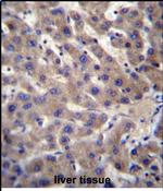 CNTLN Antibody in Immunohistochemistry (Paraffin) (IHC (P))