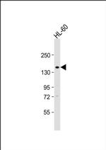 CNTLN Antibody in Western Blot (WB)