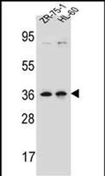 LUZP2 Antibody in Western Blot (WB)