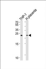 HEBP2 Antibody in Western Blot (WB)