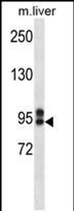 MRP9 Antibody in Western Blot (WB)