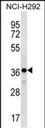 THAP8 Antibody in Western Blot (WB)