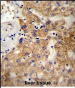 NDST1 Antibody in Immunohistochemistry (Paraffin) (IHC (P))