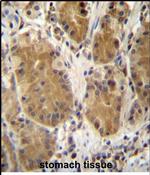 PCDHB5 Antibody in Immunohistochemistry (Paraffin) (IHC (P))